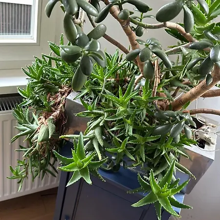 Boardinghouse Am Herforder Tor Fuer 8 Personen Auf 185 M2 * Bad Salzuflen