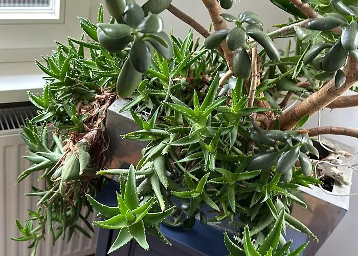 Boardinghouse Am Herforder Tor Fuer 8 Personen Auf 185 M2 * Bad Salzuflen